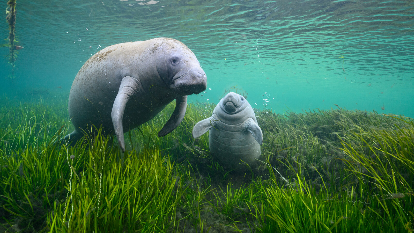 manatees